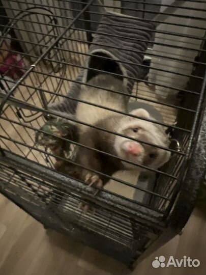 Хорек мальчик