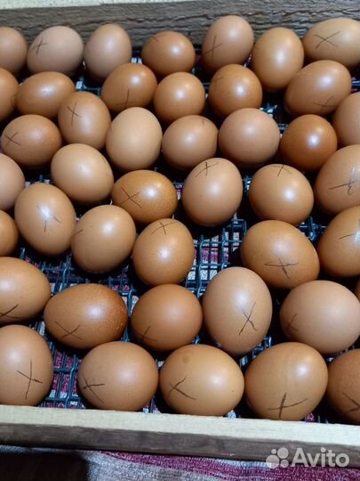 Цыплята ломан браун