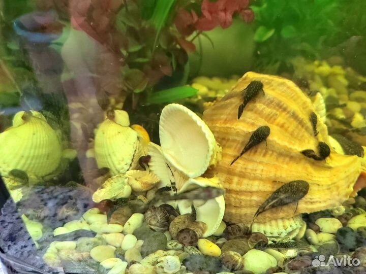 Сомики анцитрусы