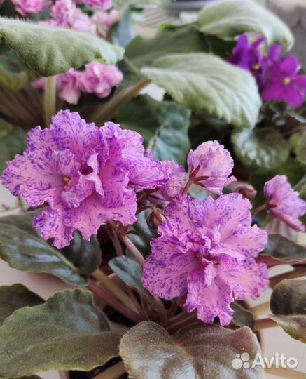 Фиалка полумахровая цветущая