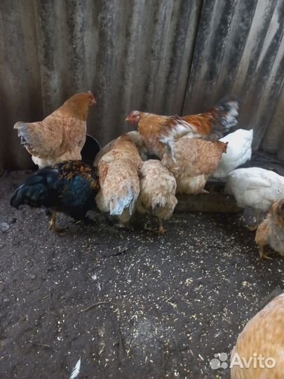 Куры мясно-яичная порода