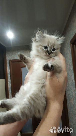 Невская маскарадная