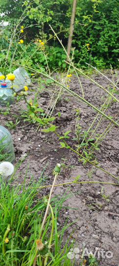 Керрия японская