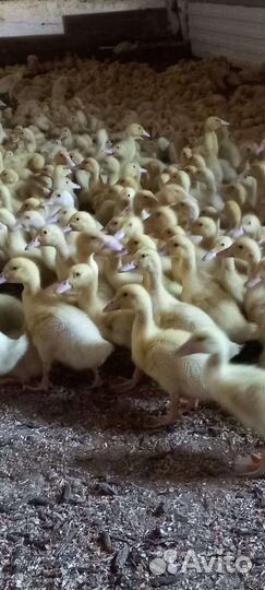 Гусята,утята, муларды