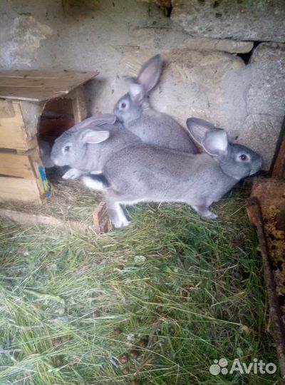 Кролики 2 месяца по 250рза шт
