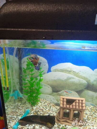 Аквариум с рыбками