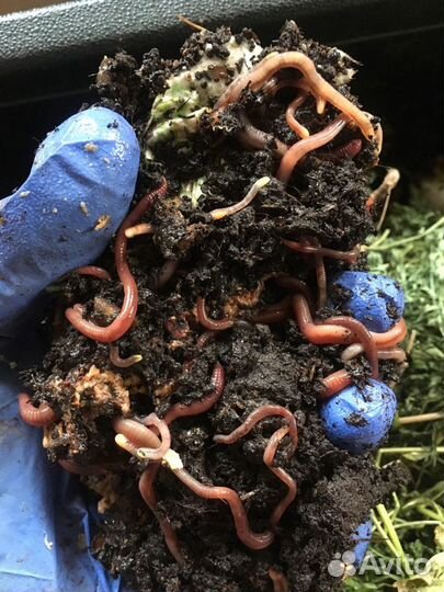 Черви старатель