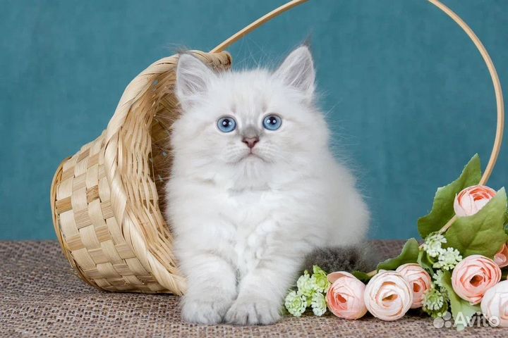 Невские маскарадные котята