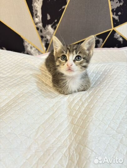 Котенок