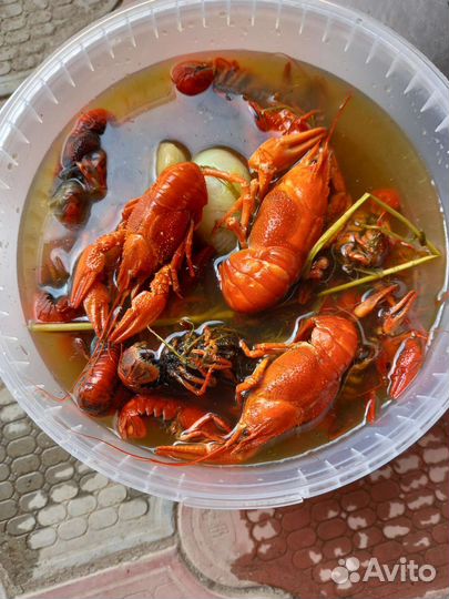 Живые и варенные раки р. Дон