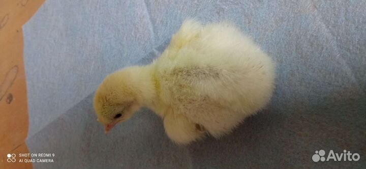 Инкубационое яйцо индюков