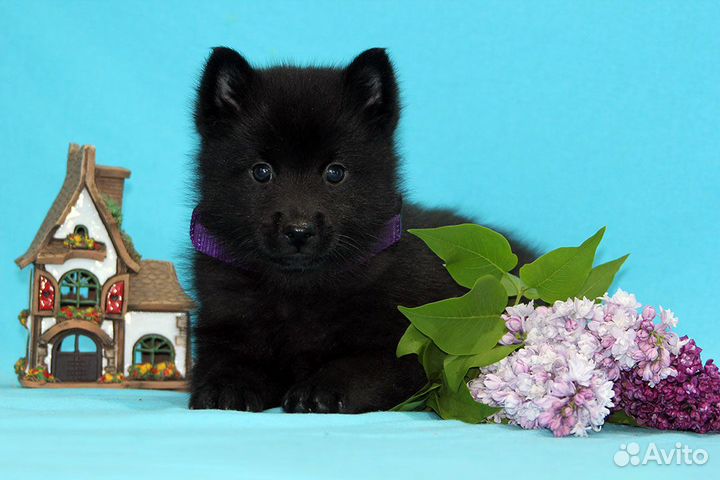 Схипперке (Шипперке) овчарка для города