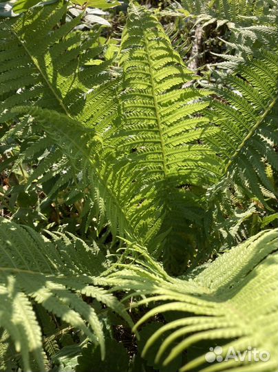 Папоротник