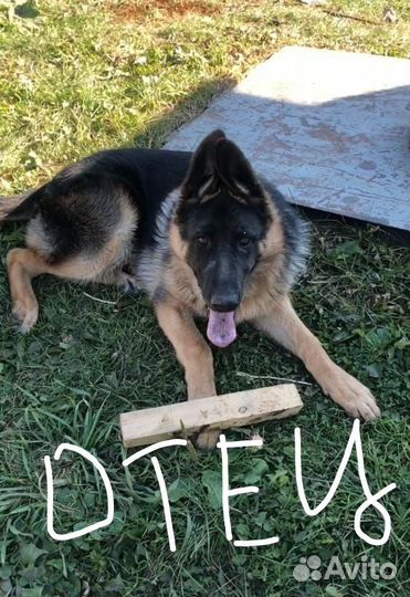 Восточноевропейская овчарка