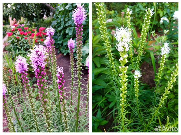 Многолетние цветы для Вашего сада