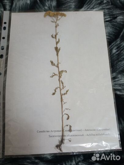Гербарий для Алины сложноцветные