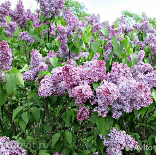 Саженцы сирени