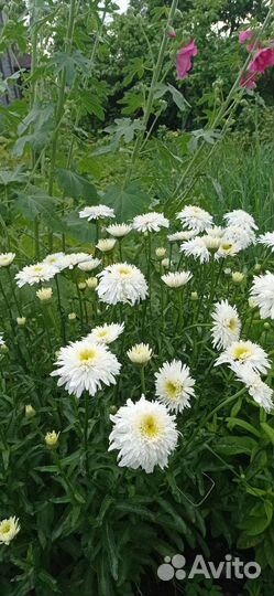 Ромашки махровые