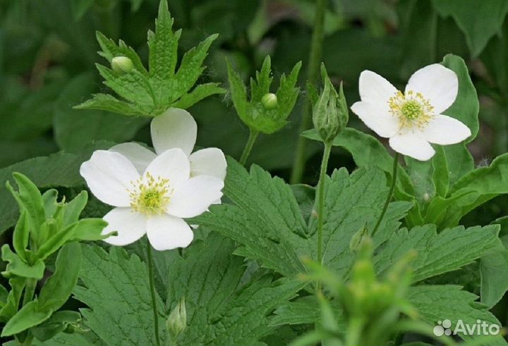 Многолетники садовые