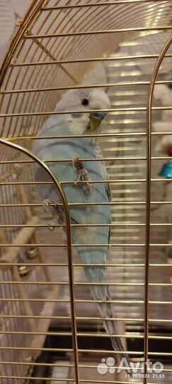 Волнистый попугай