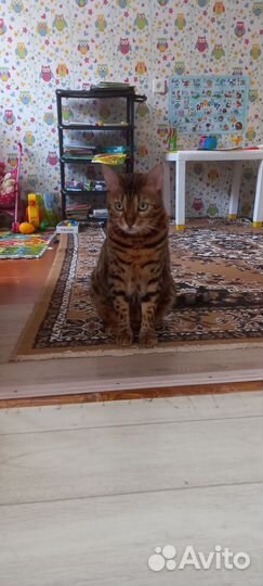 Бенгальская