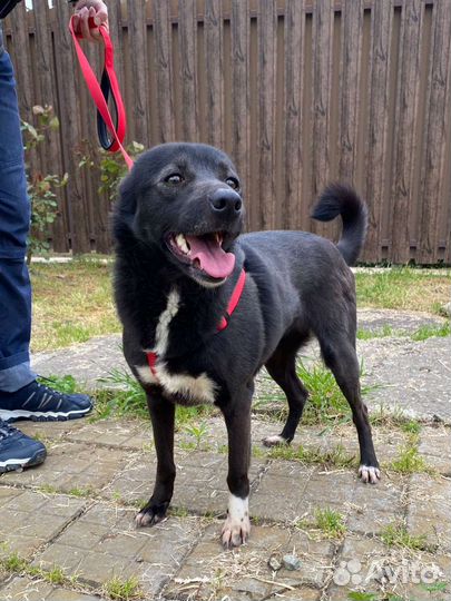 Собака в добрые руки