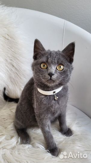 Котёнок мальчик