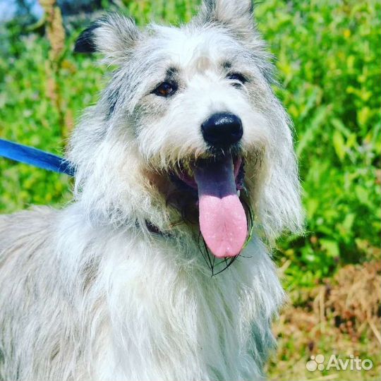 Собака в добрые руки, терьер