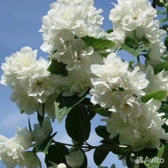 Жасмин Снежная Буря