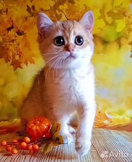 Шотландские котята