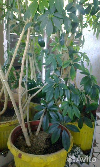 Комнатные цветы шефлера