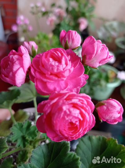 Комнатные цветы