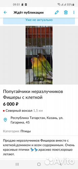 Корелла и неразлучники Фишеров пара с кле