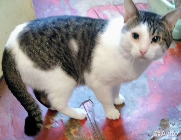 Кошки в добрые руки бесплатно)