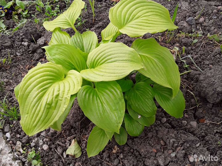 Саженцы цветов и кустарников