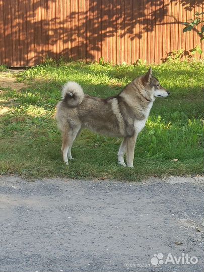 Вязка западносибирская лайка кобель