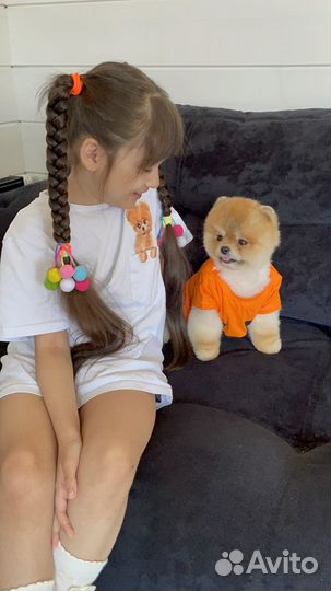 Красивые померанские микро шпицы