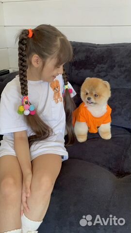 Красивые померанские микро шпицы