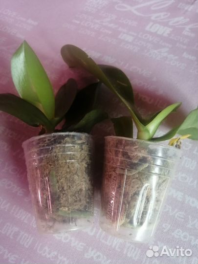 Орхидея фаленопсис