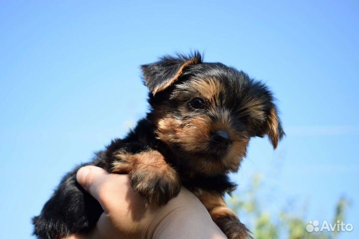 Щенки йорка мини бэби фейс с документами