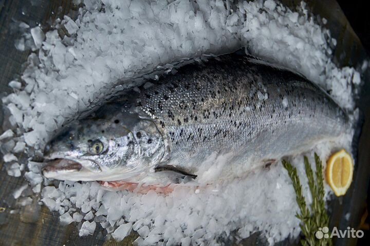 Рыба семга охлажденная