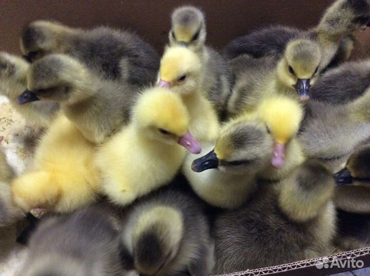 Гуси подрощенные