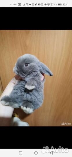 Большой выбор карликовых крольчат