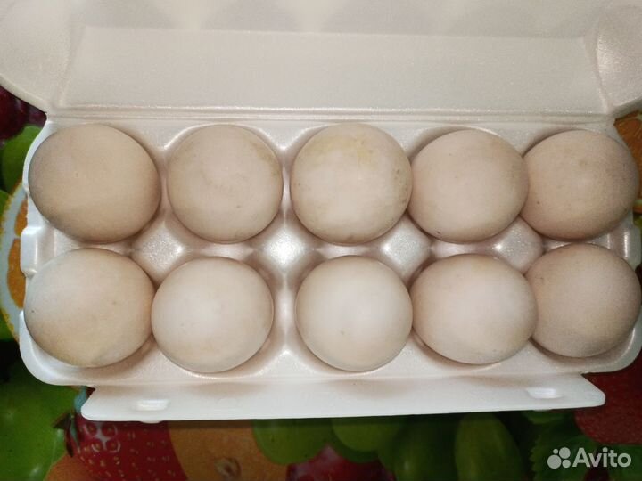 Яйца утиные
