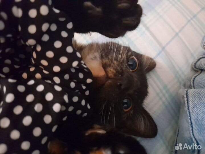 Котенок ищет дом