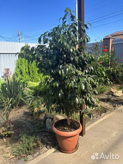 Продаю фикус дерево