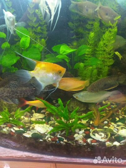 Аквариумные рыбки