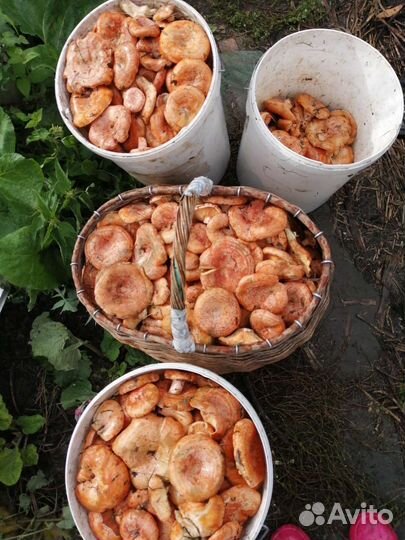 Грузди солёные