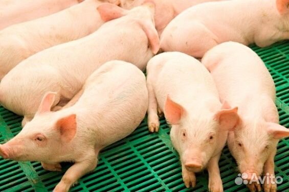 Работа разнорабочим на свиноферму