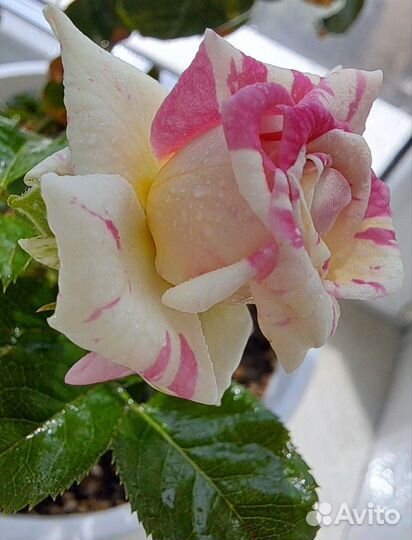 Роза комнатная домашняя